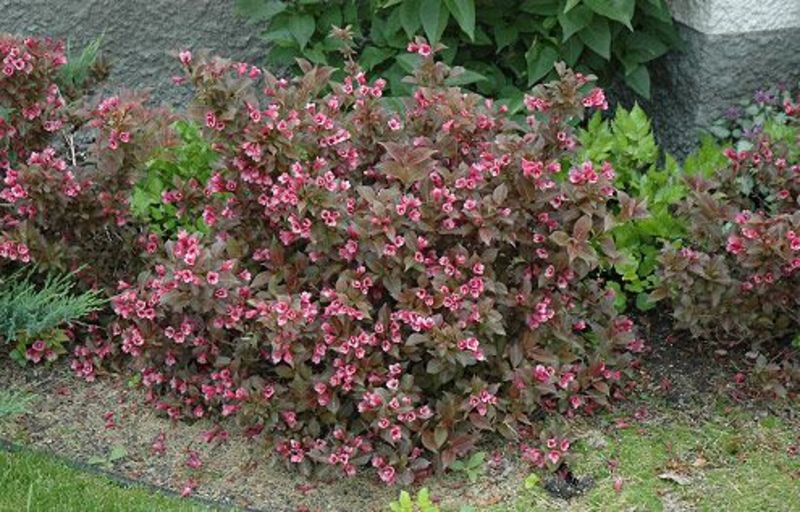 WEIGELA FLORIDA TANGO