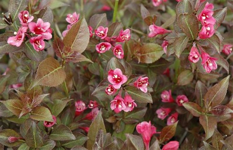 WEIGELA FLORIDA TANGO