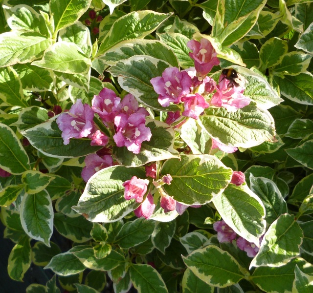 WEIGELA FLORIDA VARIEGATA