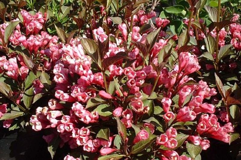 WEIGELA FLORIDA VICTORIA