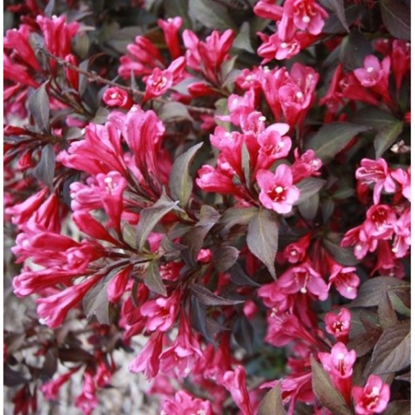 WEIGELA FLORIDA PURPUREA NANA