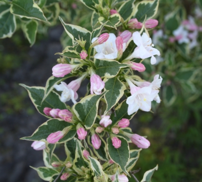 WEIGELA FLORIDA SUZANNE