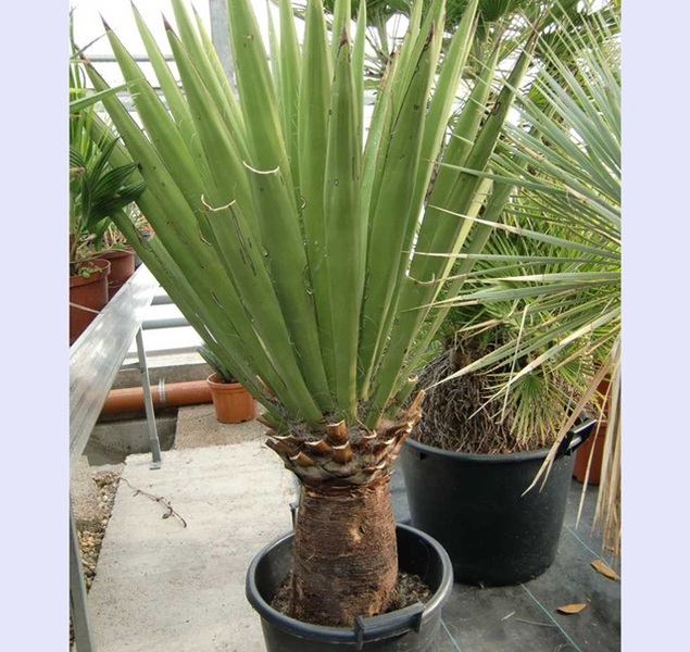 YUCCA FAXONIANA