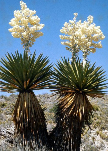YUCCA FAXONIANA