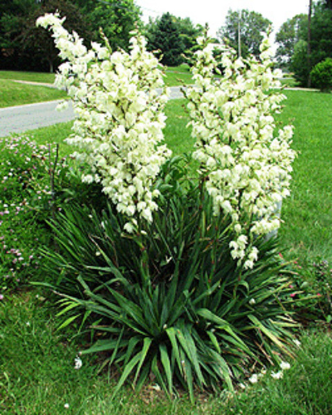 YUCCA FILAMENTOSA