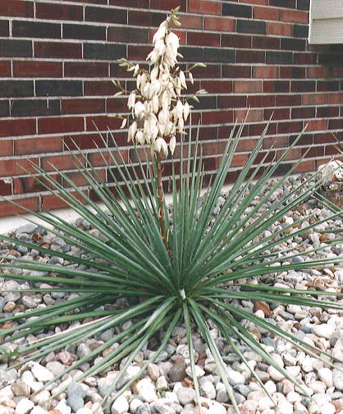 YUCCA FILAMENTOSA