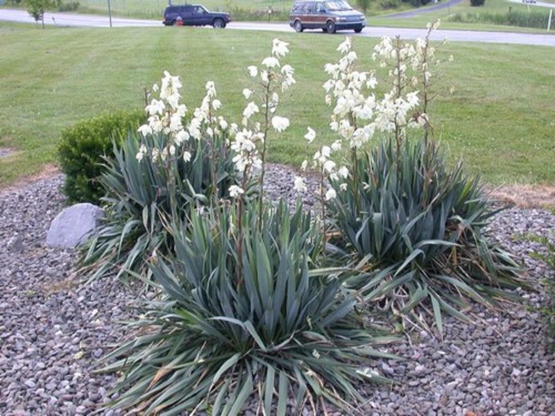 YUCCA FILAMENTOSA