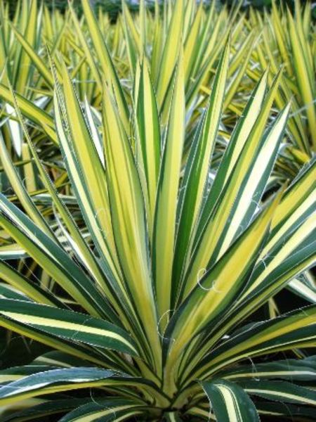 YUCCA FILAMENTOSA COLOR GUARD