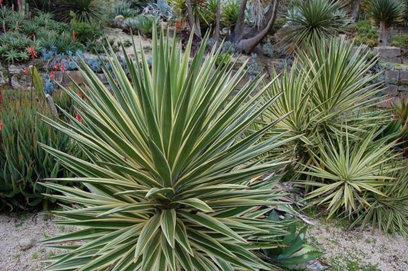 YUCCA FILAMENTOSA