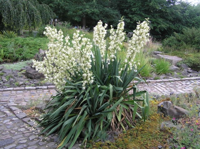 YUCCA FILAMENTOSA