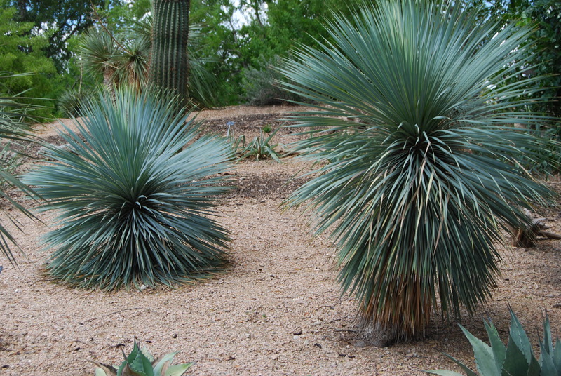 YUCCA ROSTRATA