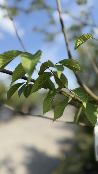 ZELKOVA SERRATA