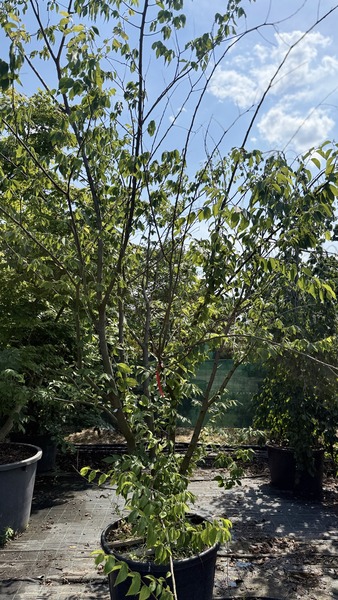 ZELKOVA SERRATA