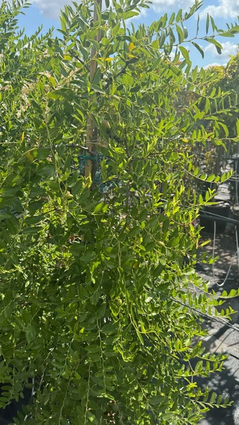 ZIZIPHUS JUJUBA