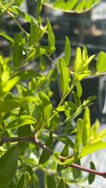 ZIZIPHUS JUJUBA