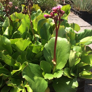 BERGENIA CORDIFOLIA L&Aacute;DA 24DB CS9 SZ&Iacute;VLEVELŰ BŐRLEV&Eacute;L