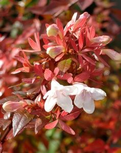 ABELIA GRANDIFLORA