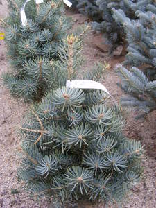 ABIES CONCOLOR COMPACTA