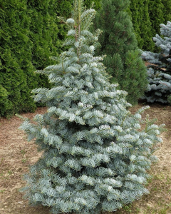 ABIES CONCOLOR HEXE