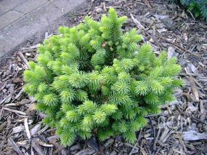 ABIES LASIOCARPA GREEN GLOBE