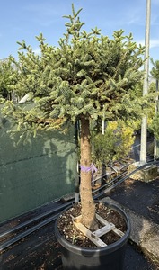 ABIES PINSAPO