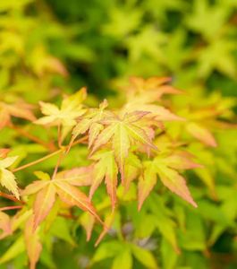 ACER PALM. BI-HOO K35   175/200 JAP&Aacute;N JUHAR