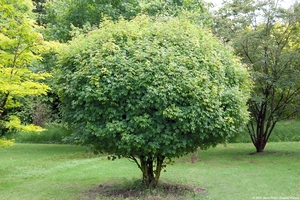 ACER BUERGERIANUM NANUM