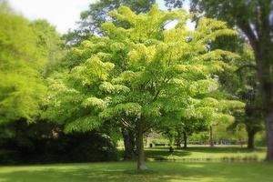 ACER DAVIDII