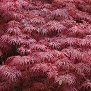 ACER PALM. DISSECTUM GARNET K160  T1/2 JAP&Aacute;N JUHAR