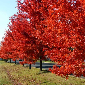 ACER FREEMANII AUTUMN BLAZE