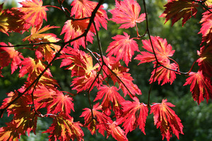 ACER JAPONICUM ACONITIFOLIUM K150  200/220 V&Ouml;R&Ouml;SVIR&Aacute;G&Uacute; JUHAR