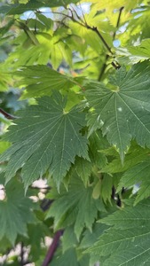 ACER JAPONICUM VITIFOLIUM K180/210  200/250 V&Ouml;R&Ouml;SVIR&Aacute;G&Uacute; JUHAR