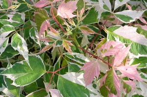 ACER NEGUNDO FLAMINGO K8   100/150 KORISLEVELU JUHAR FLAMINGO