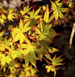 ACER PALM. SODE NISHIKI K110  200/250 JAP&Aacute;N JUHAR