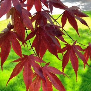ACER PALM. BLOODGOOD K45   150/175 JAP&Aacute;N JUHAR