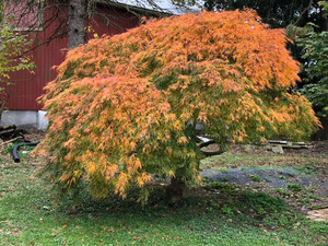 ACER PALM. DISS. VIRIDIS K90   120/130 JAP&Aacute;N JUHAR