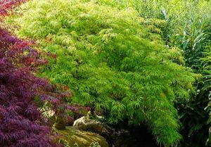 ACER PALM. DISSECTUM VIRIDIS K230/285  250/300  T1/2  44. JAP&Aacute;N JUHAR