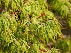 ACER PALMATUM DISS. VIRIDIS K110  T1/2 JAP&Aacute;N JUHAR