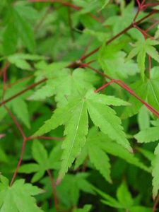 ACER PALMATUM K2 JAP&Aacute;N JUHAR