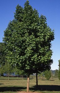 ACER PLAT. PARKWAY K20   6/8 KORAI JUHAR
