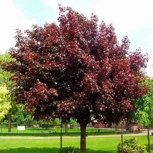 ACER PLAT. ROYAL RED K20  3xi  6/8 KORAI JUHAR ROYAL RED