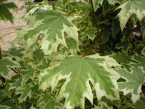 ACER PLAT. DRUMMONDII K11  200/250  4/6 KORAI JUHAR  DRUMMONDII