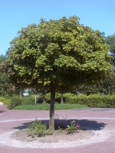ACER PLAT. GLOBOSUM K20/25  3xi  8/10 G&Ouml;MBJUHAR