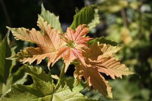ACER PSEUD. PINK PUGET K7,5  100/150 HEGYIJUHAR