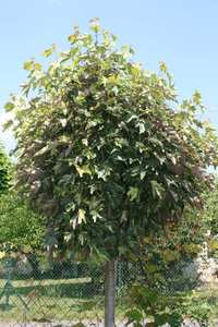 ACER PSEUDOPL. NIZETTI K70   10/12    3xi HEGYI JUHAR