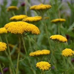 ACHILLEA FILIP. PARKERS VARIET