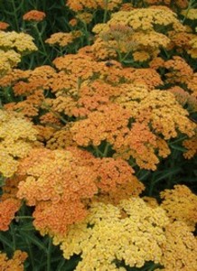 ACHILLEA MILL. TERRACOTTA