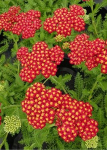ACHILLEA MILL. D. EVE RED