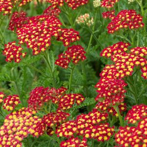 ACHILLEA MILL. MILLY ROCK RED