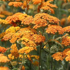 ACHILLEA MILL. MILLY ROCK TERR